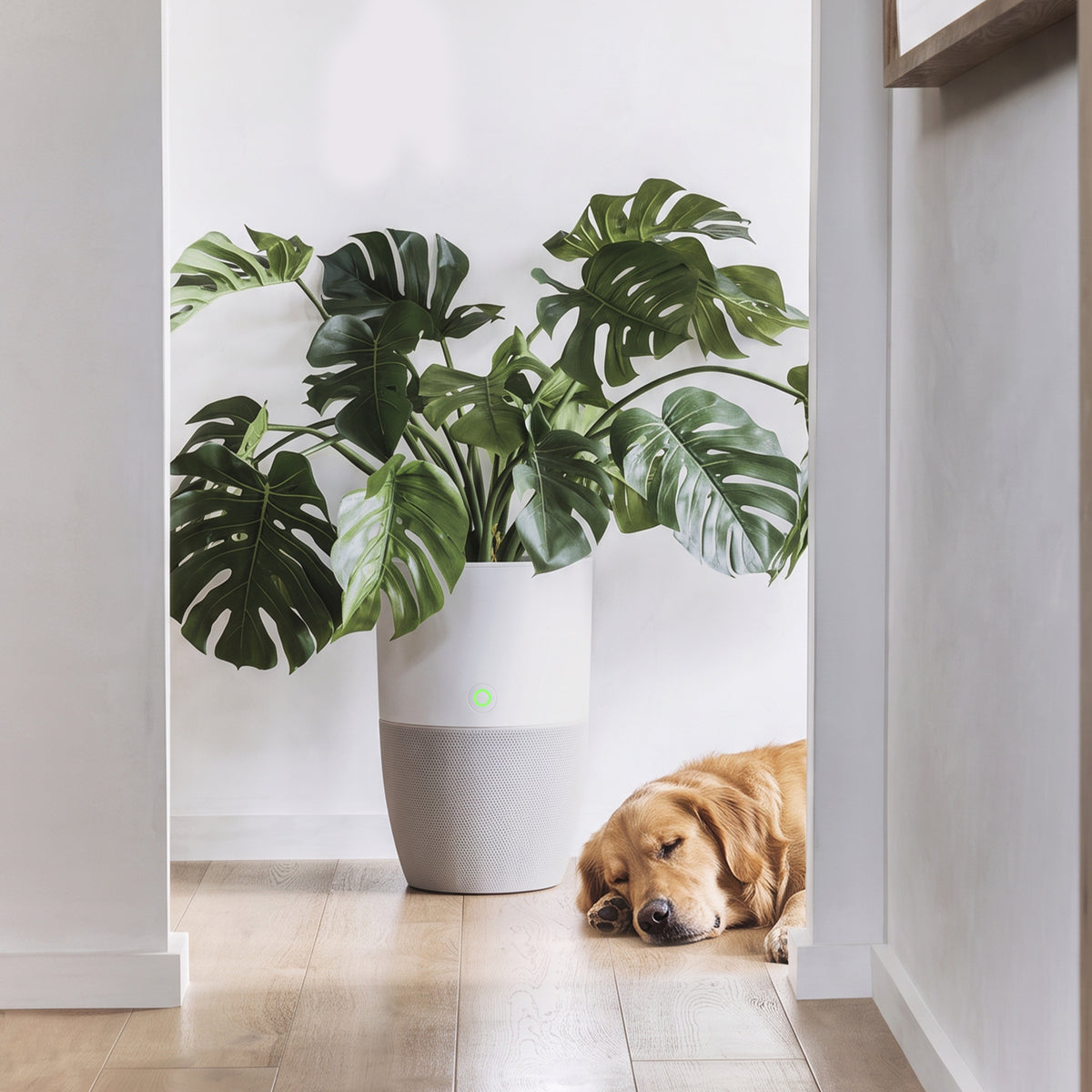Bloom air purifier used as a planter, next to a dog lying down