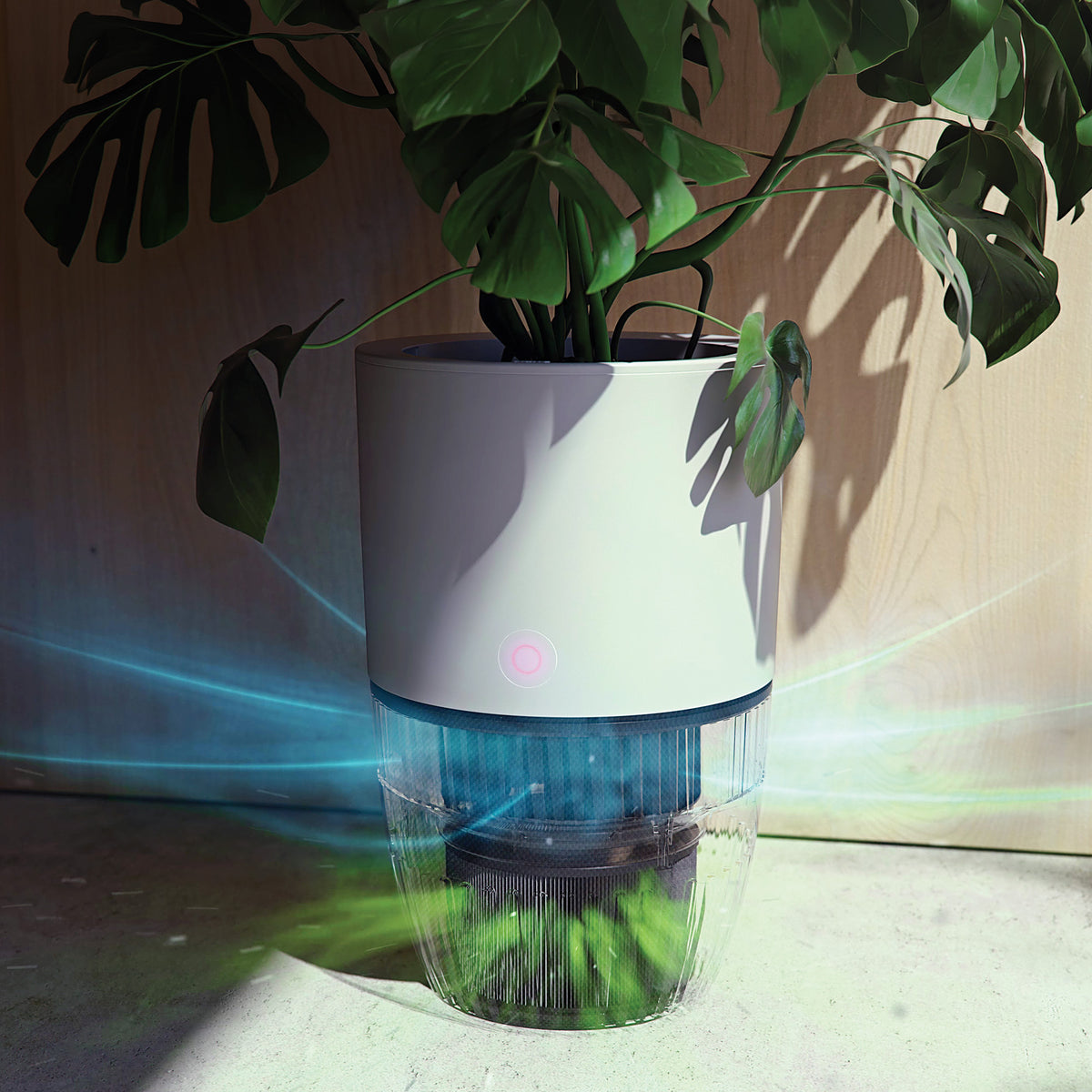 Air flowing through the filter of the Bloom air purifier, beneath a plant