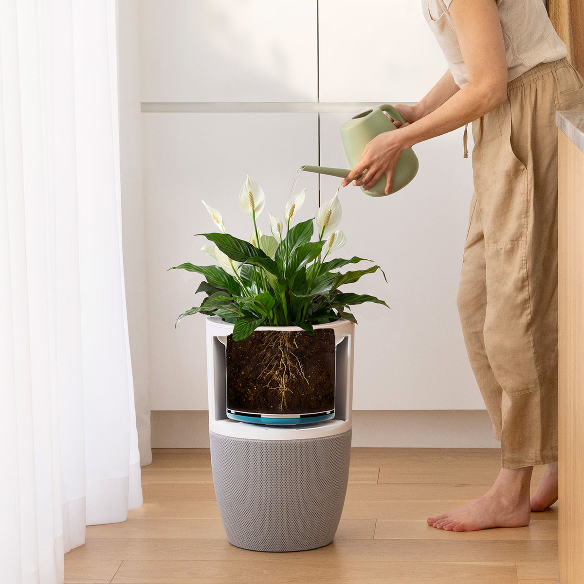 Watering a plant in the removable planter of the Bloom air purifier, with the root strainer visible