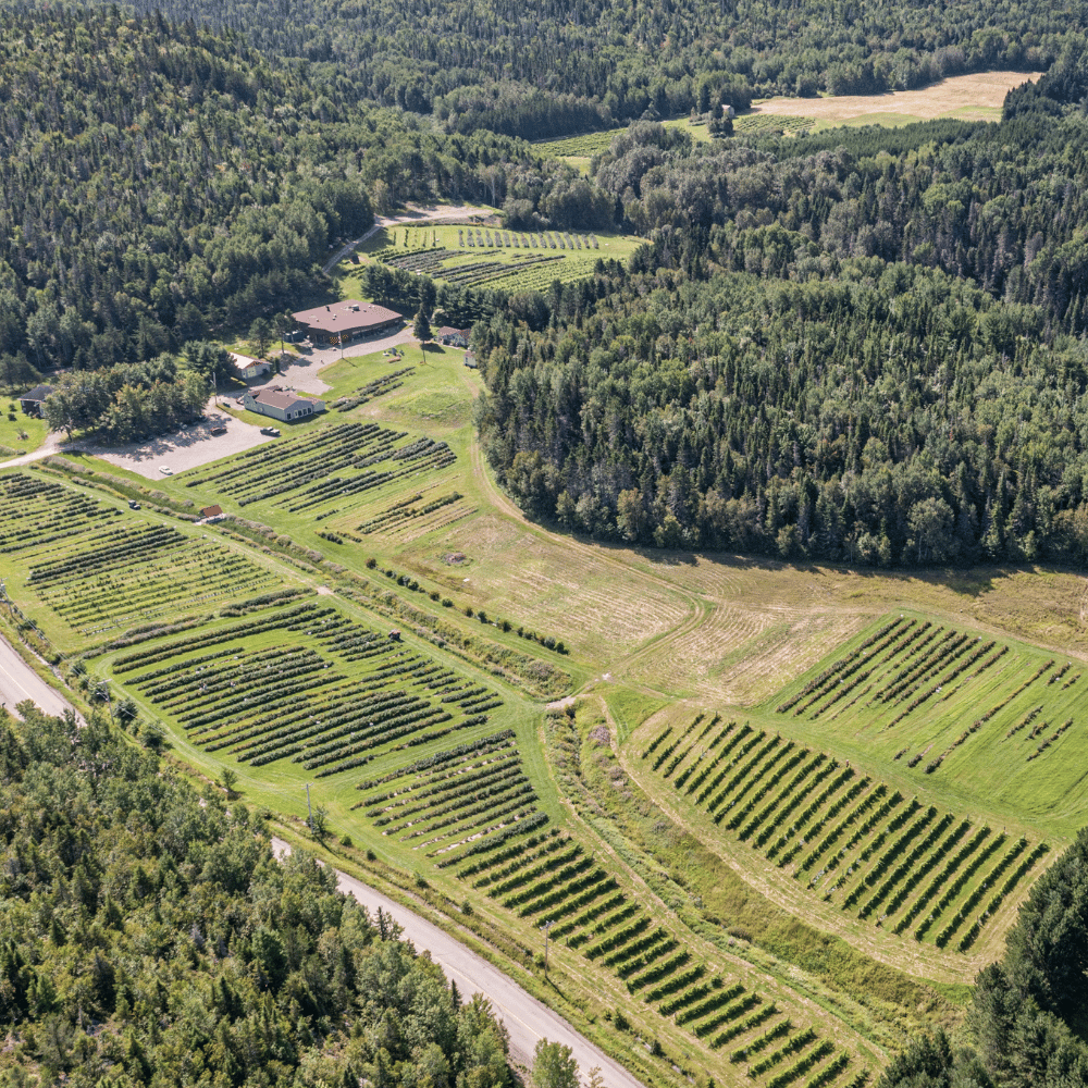 Visite du vignoble et dégustation pour 2 personnes - Domaine le Cageot