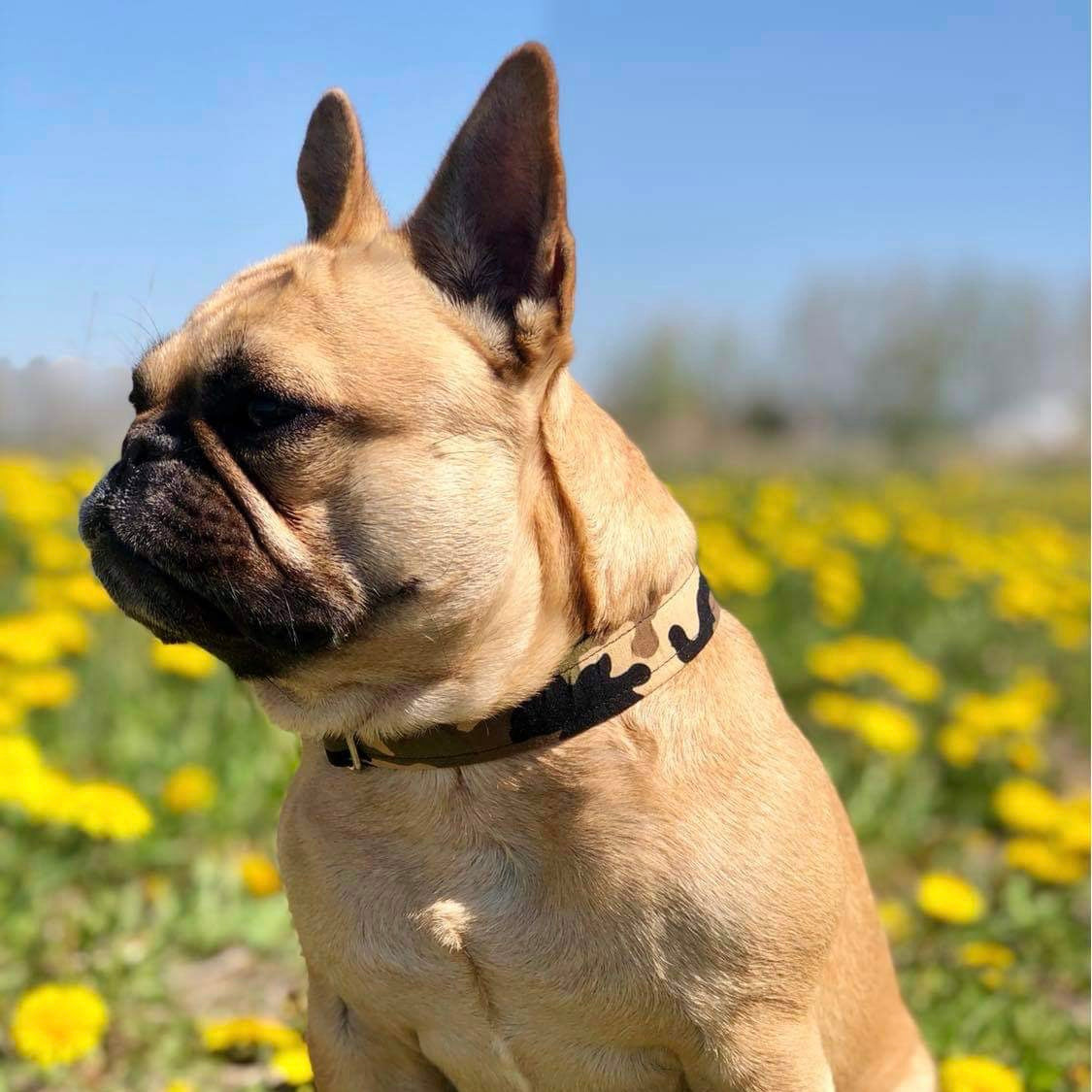Collier pour chien - Armé