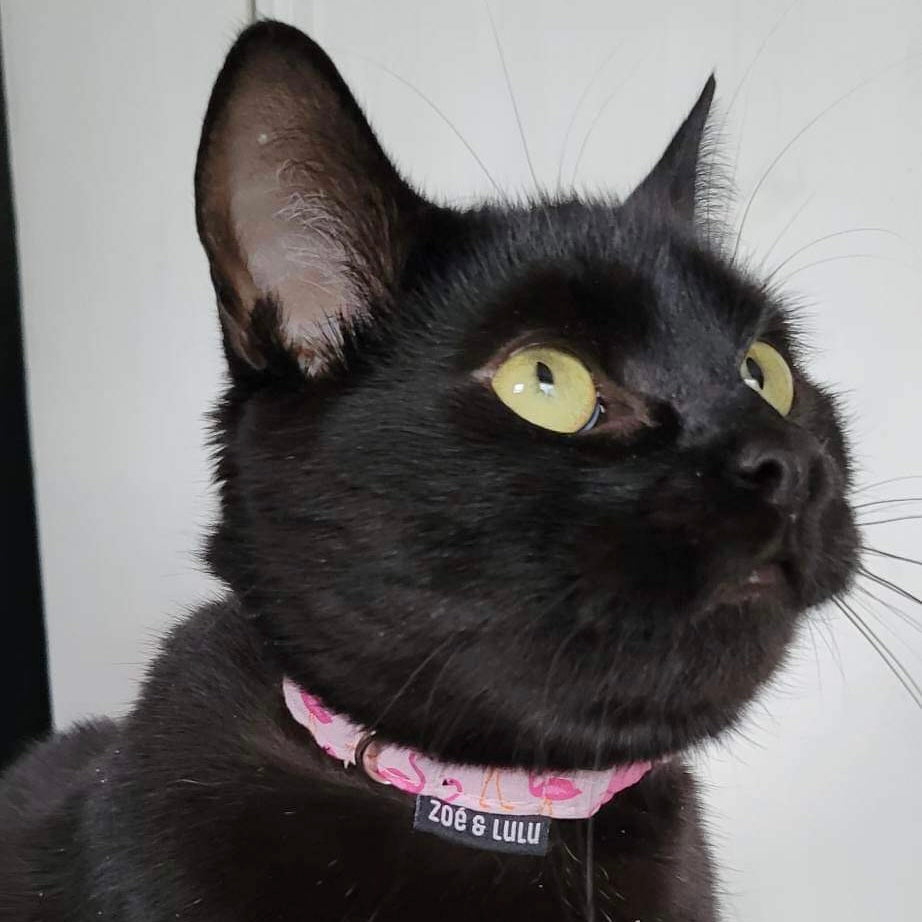 Collier pour chat - Flamant rose
