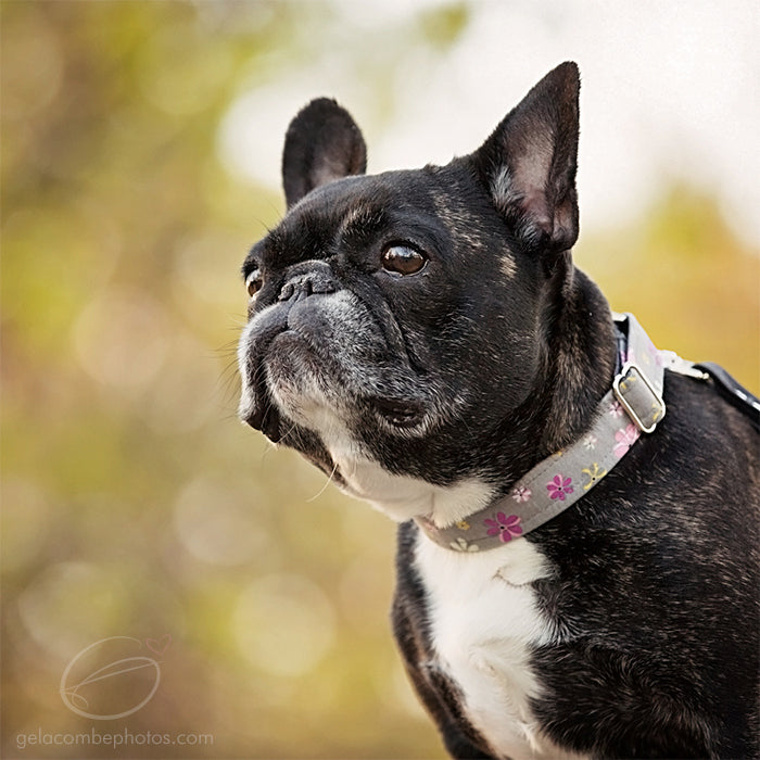 Collier pour chien - Istanbul