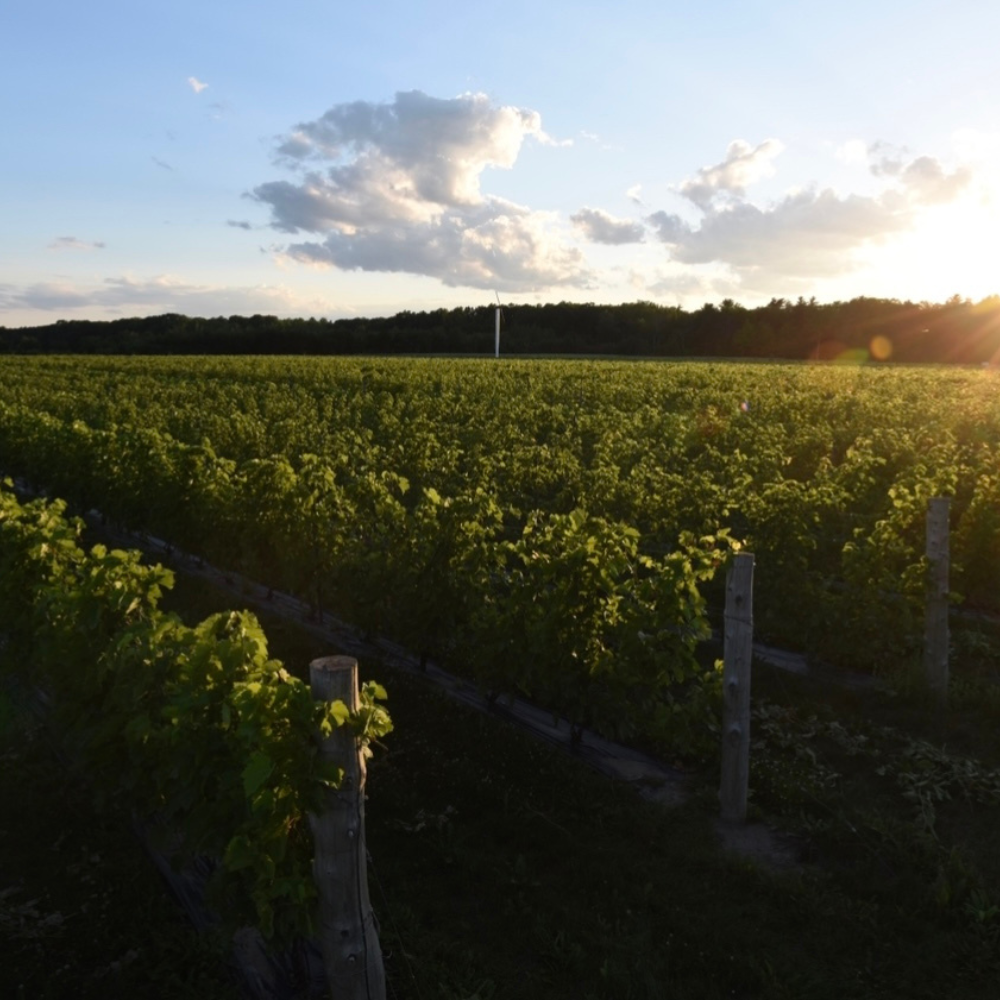Dégustation de vin et collation formages pour 2 personnes - Domaine Vinéterra