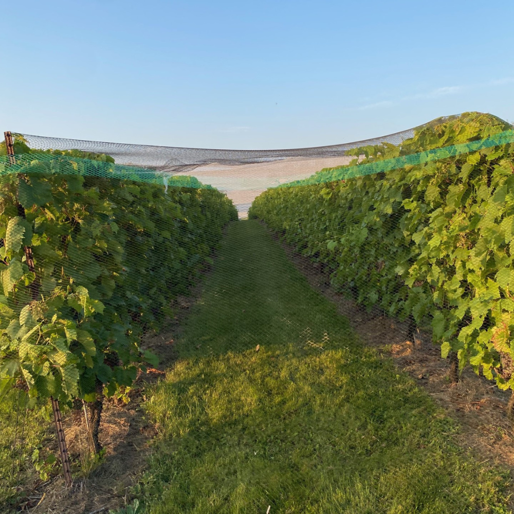 Visite et dégustation pour 2 personnes - Domaine du clos de l'Isle