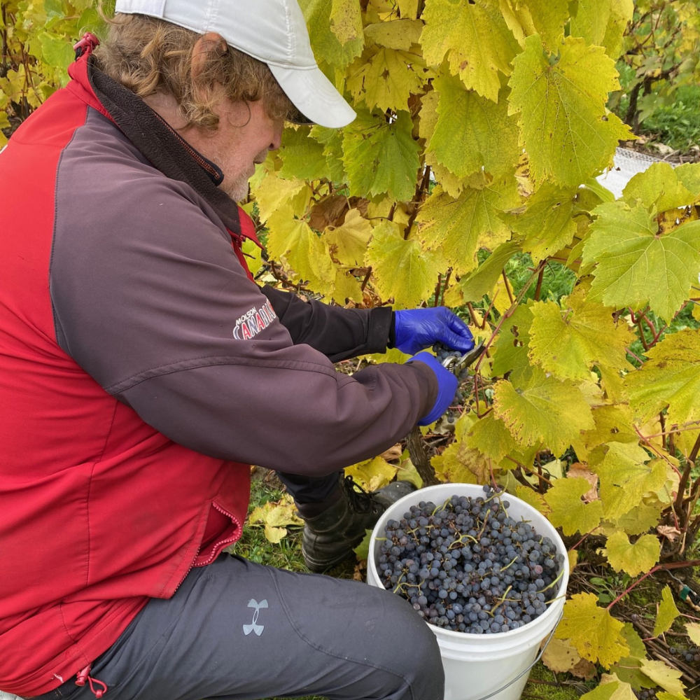 Visite et dégustation pour 2 personnes - Domaine du clos de l'Isle