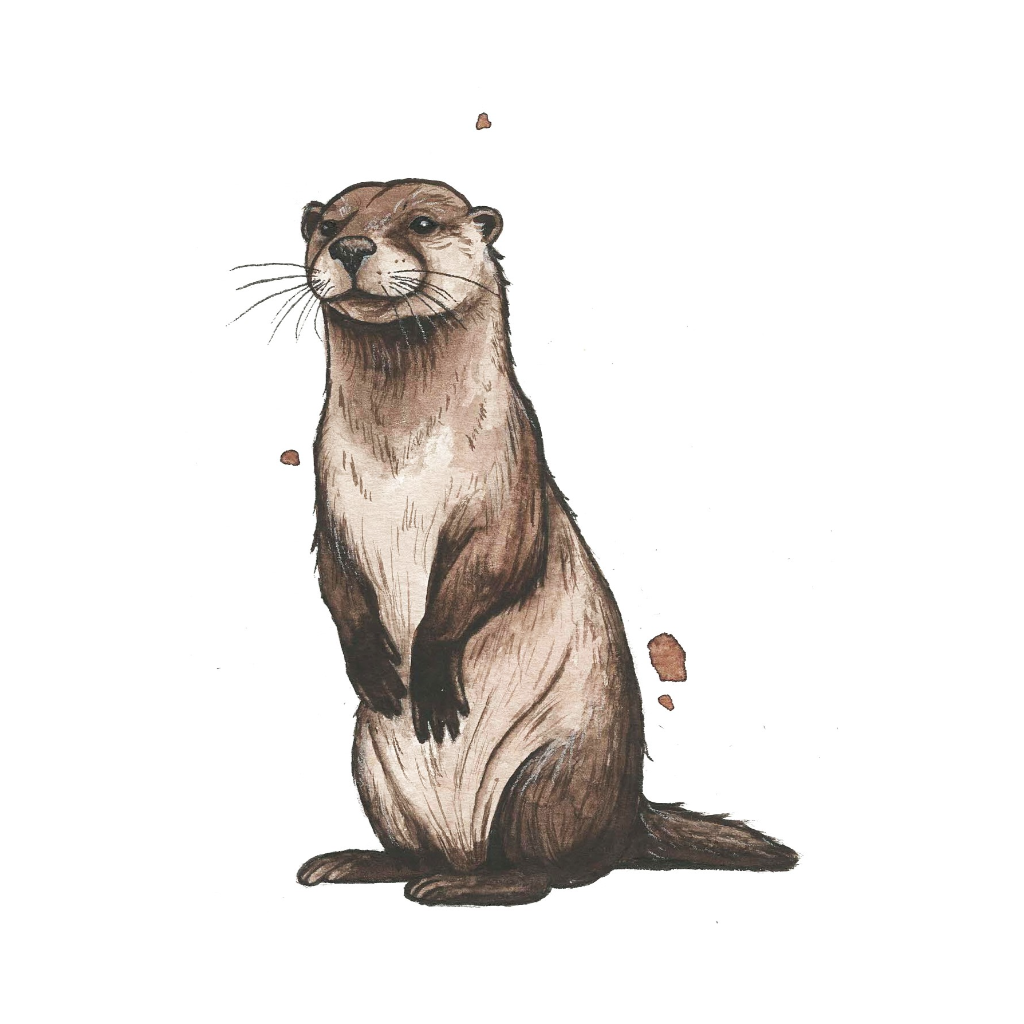 Affiche - Loutre - 5'' x 7''
