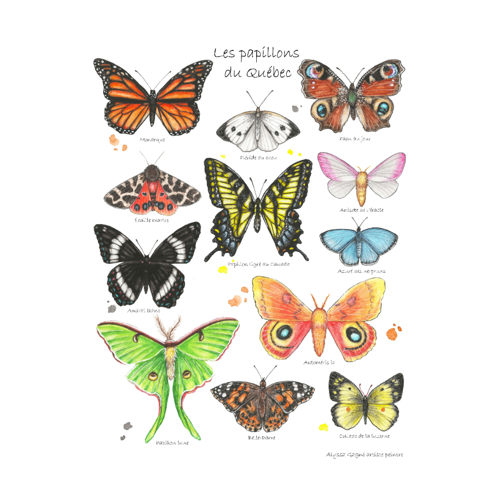Affiche - Papillons du Québec