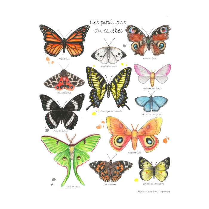 Affiche - Papillons du Québec