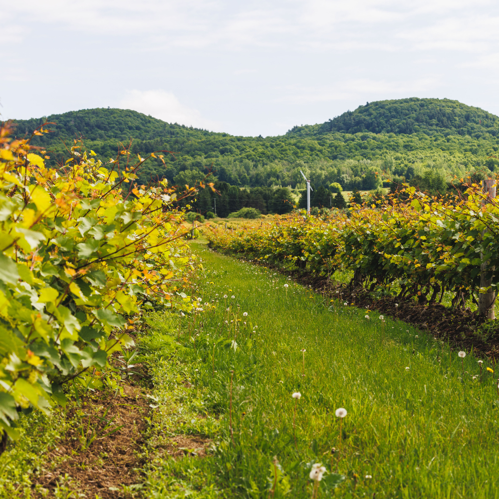 Visite, dégustation et panier cadeau pour 2 personnes - Domaine de Lavoie - Vignoble et cidrerie