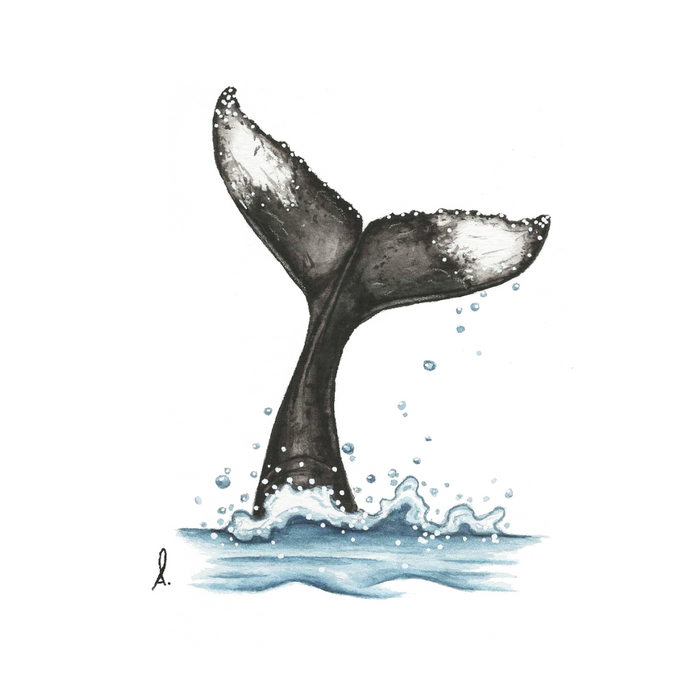 Affiche - Queue de baleine - 5'' x 7''