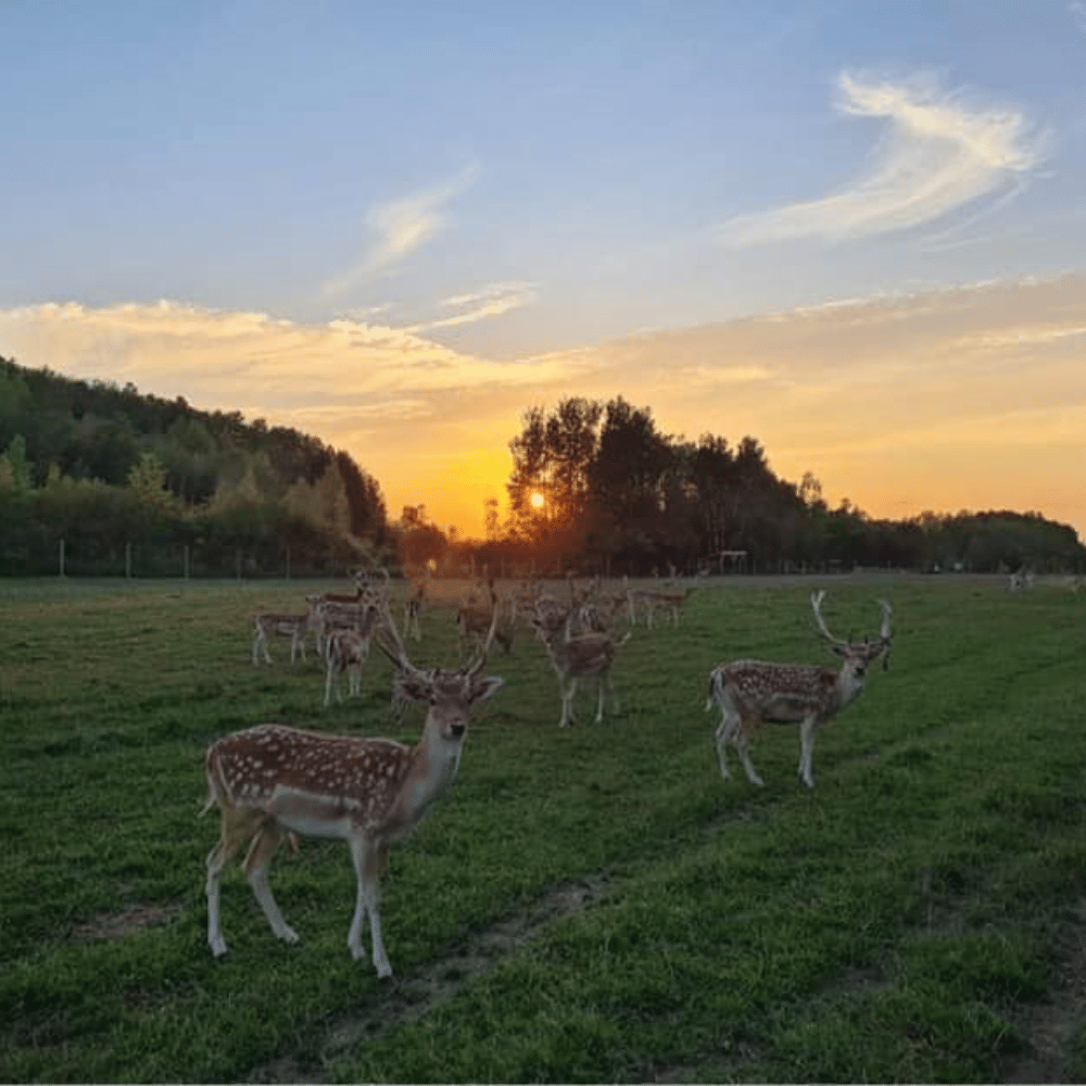 Visite du ranch pour 2 personnes - Ranch Dupont
