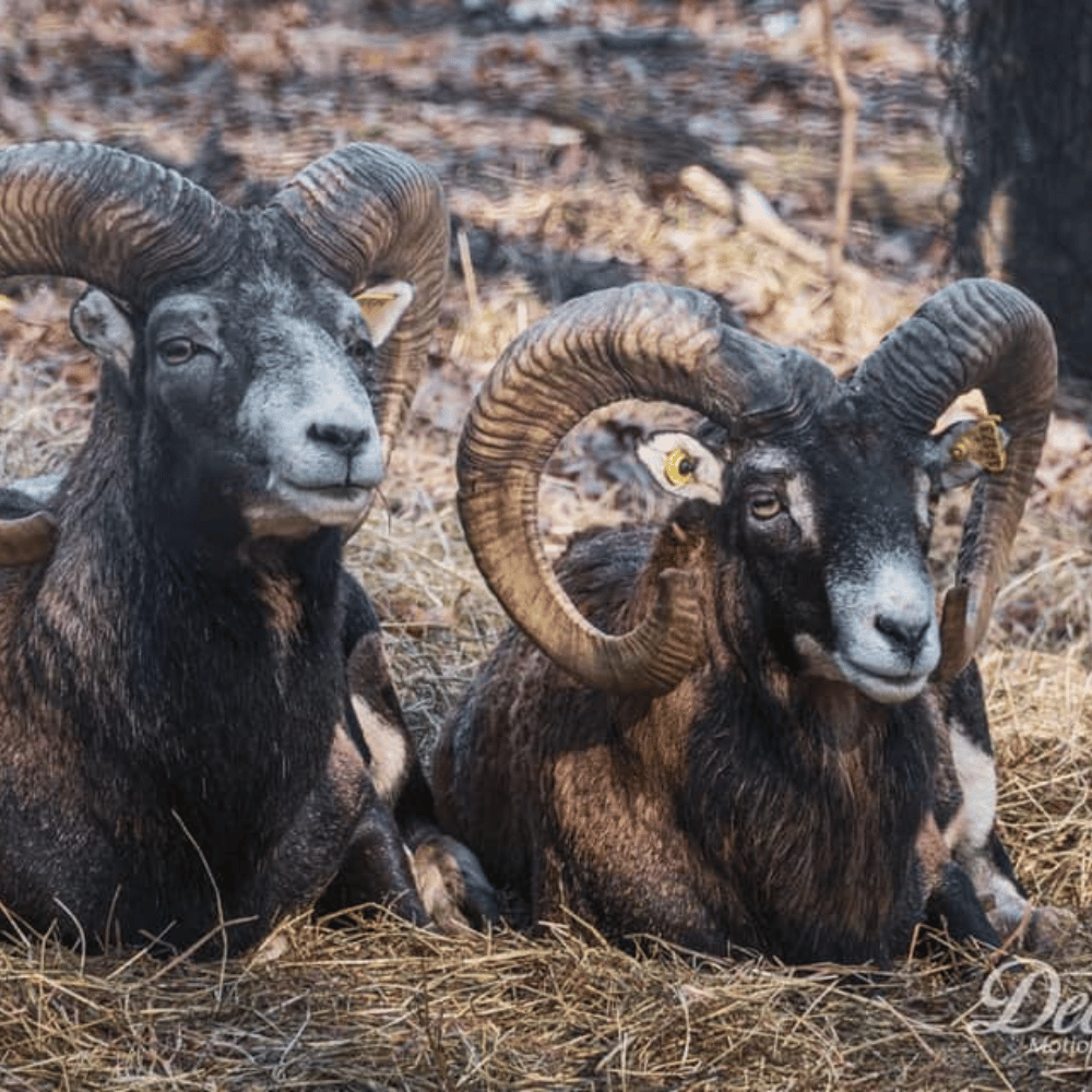 Visite du ranch pour 2 personnes - Ranch Dupont