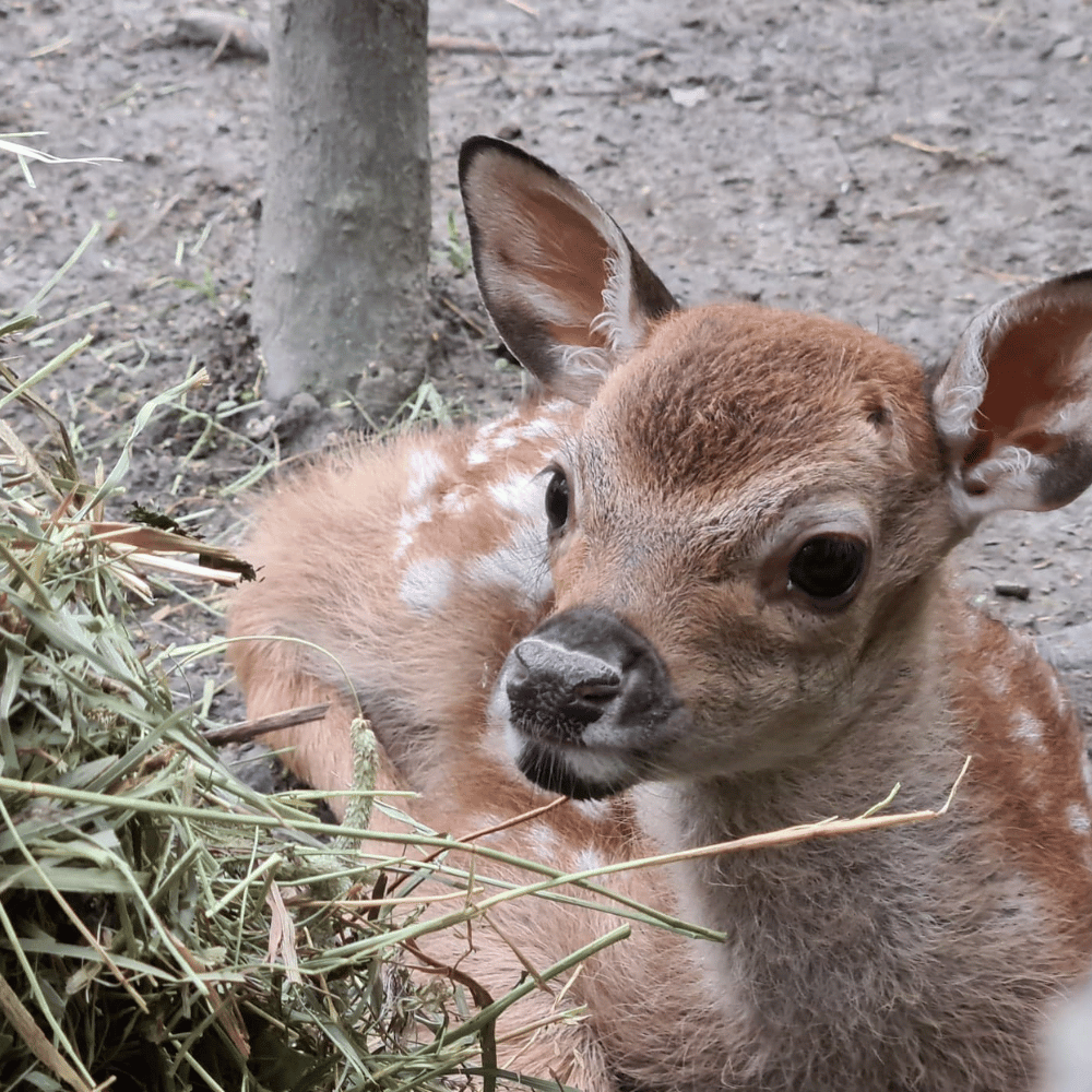 Journée familiale avec les animaux pour 4 personnes - Ranch Dupont