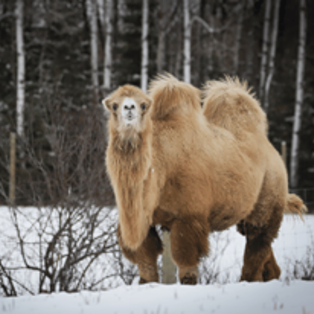 Journée familiale avec les animaux pour 4 personnes - Ranch Dupont