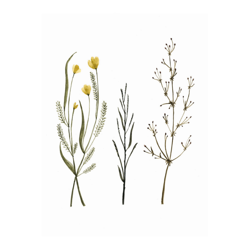 Carte de souhaits - Herbes des champs