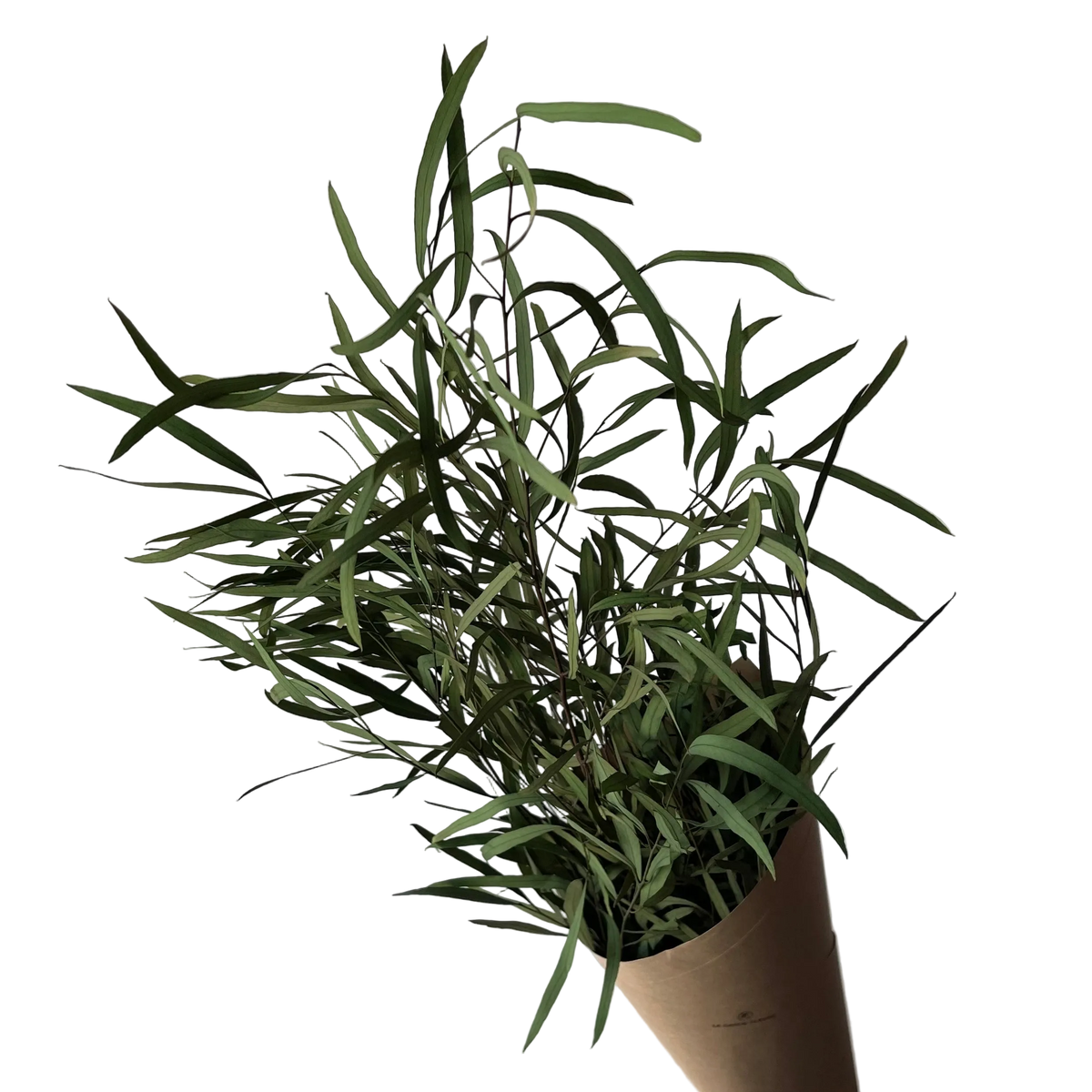 Eucalyptus nicholii