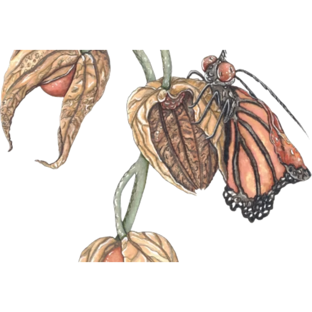 Greeting Card - Monarch