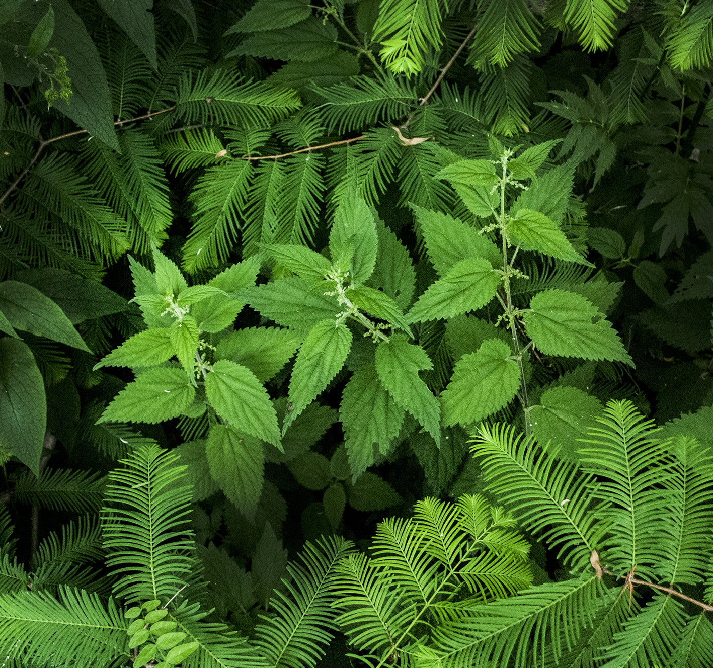 La chevelue- Huile fortifiante cheveux