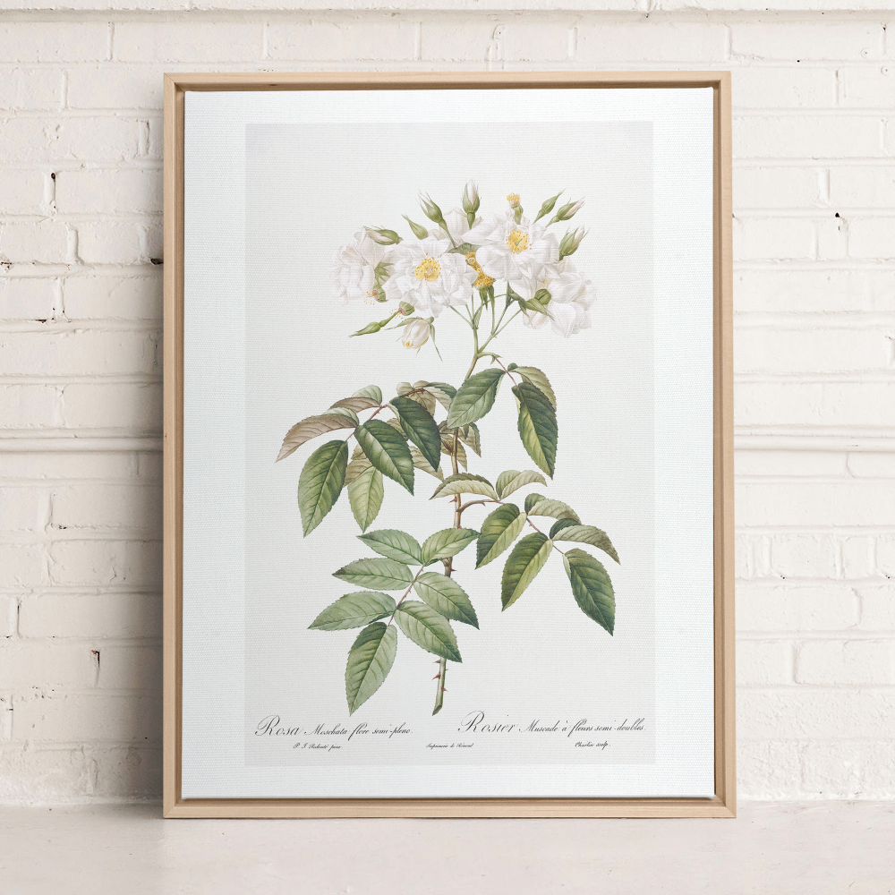 Pivoines