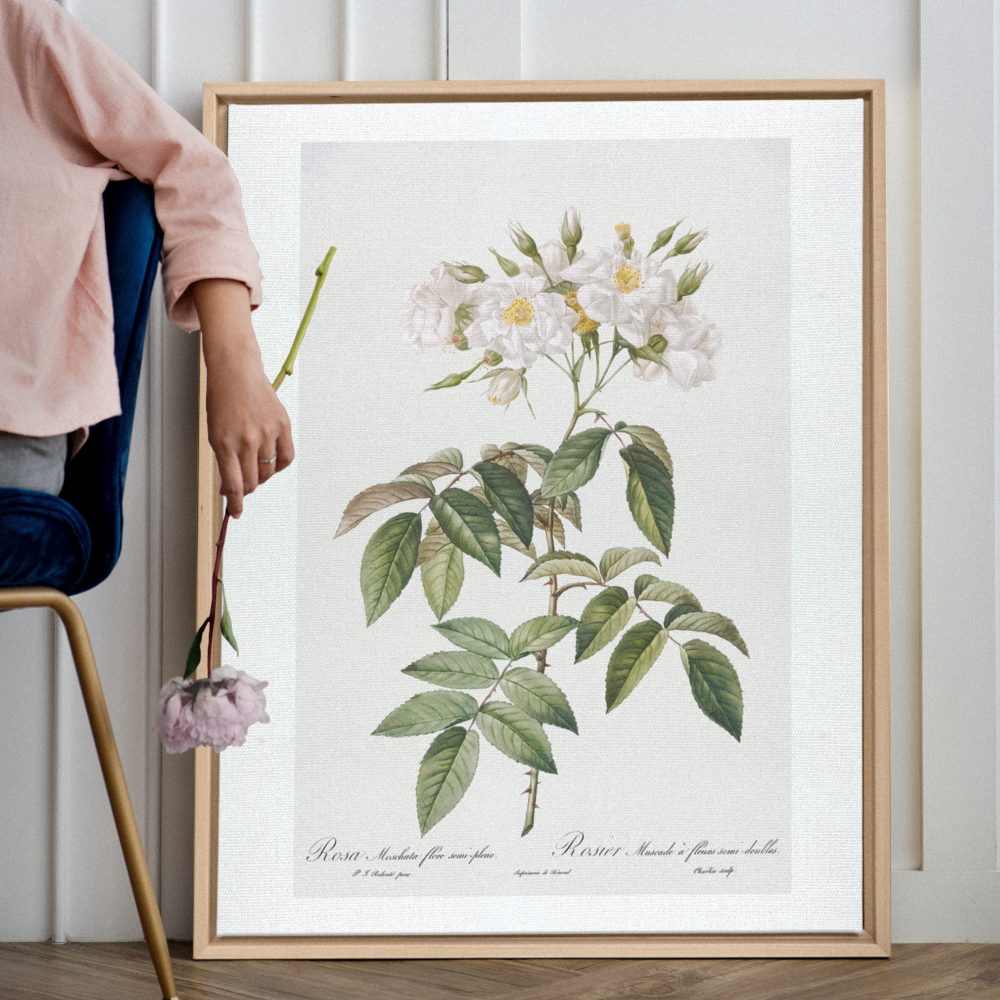 Pivoines