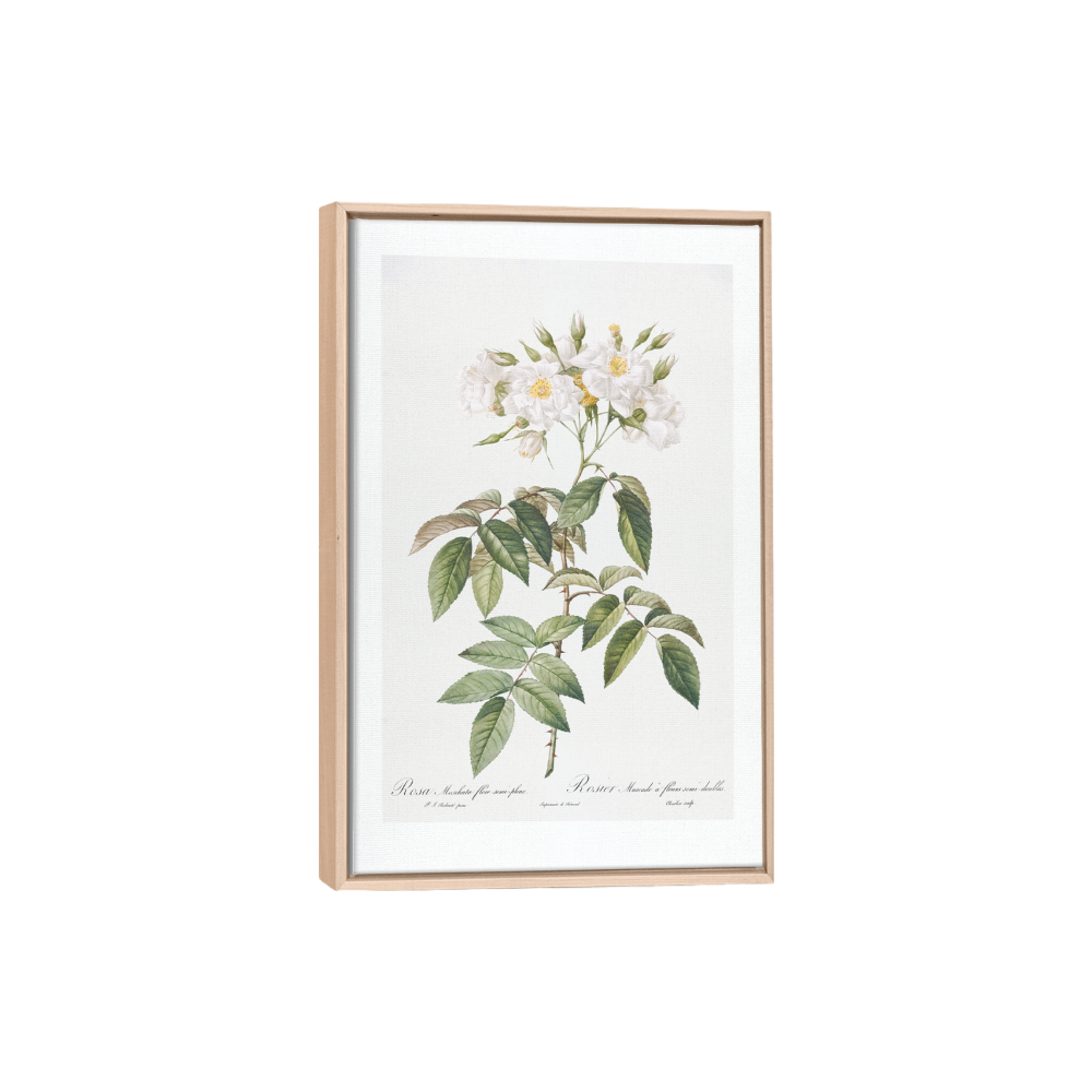 Pivoines