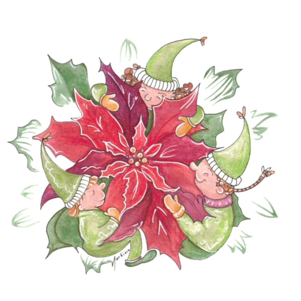 Greeting card - Pointsettia