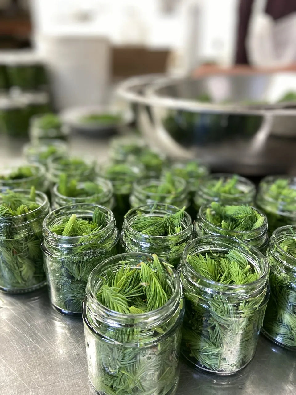 Pousses d'épinettes marinées