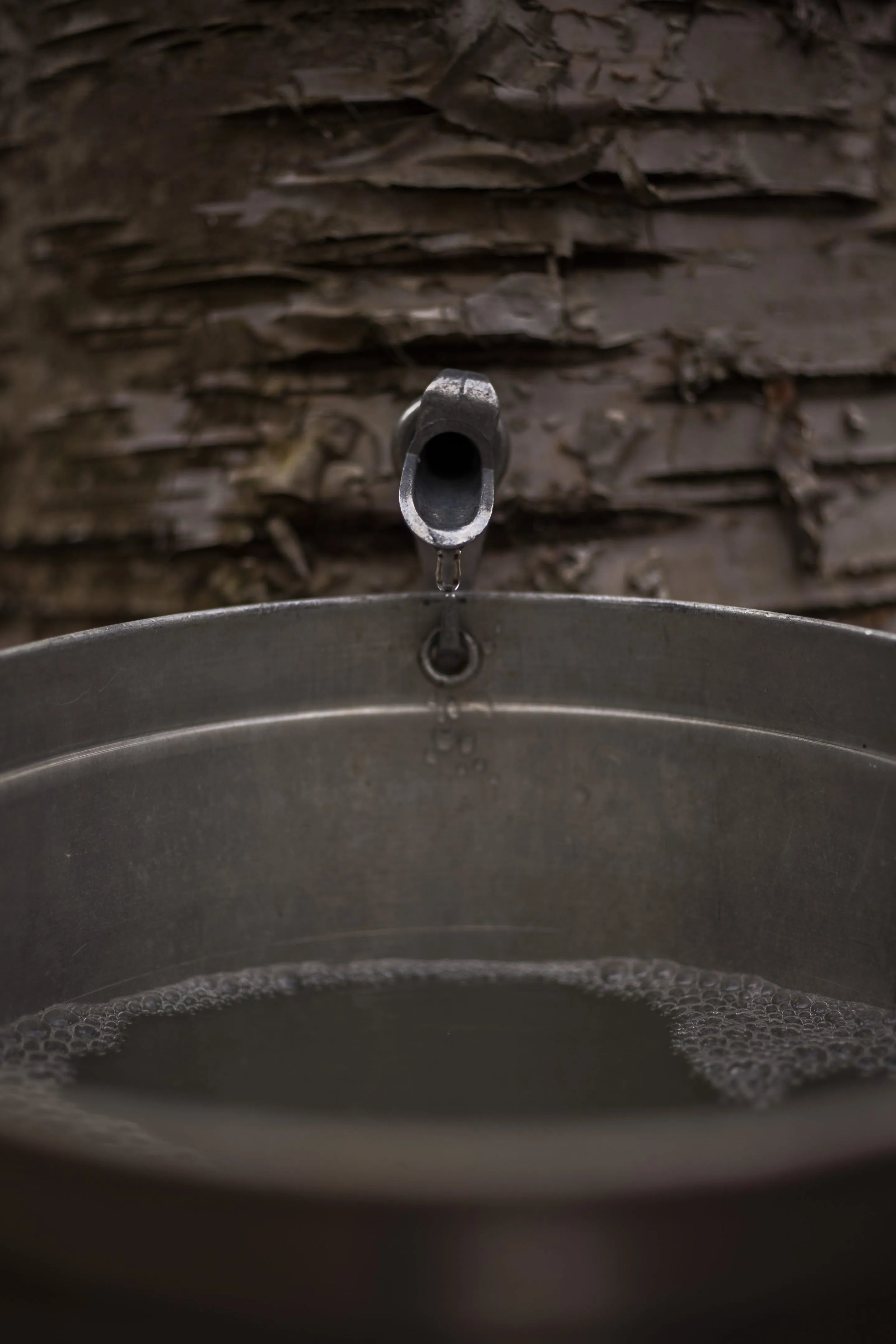 Sirop de bouleau