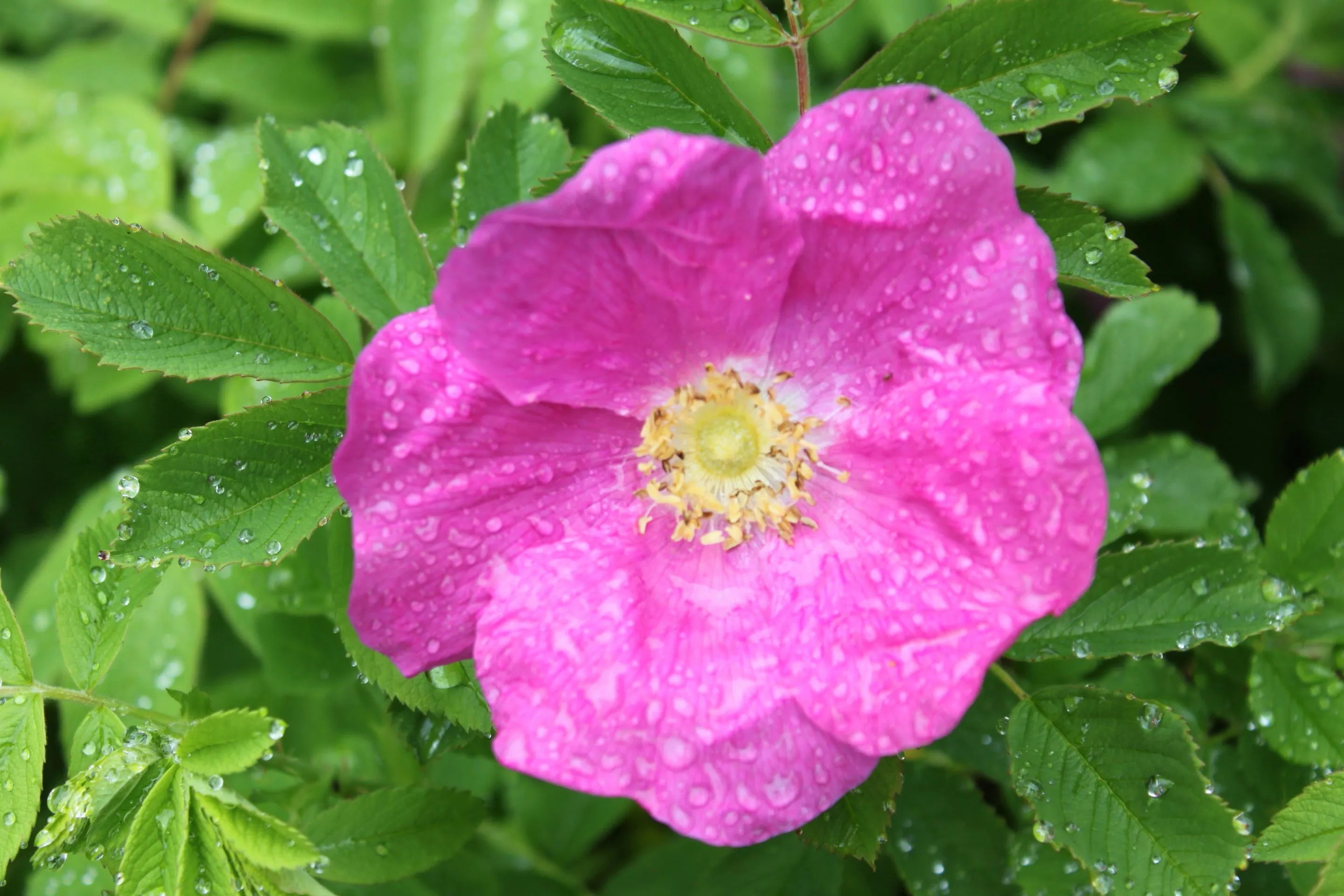 Sirop de roses sauvages de Kamouraska