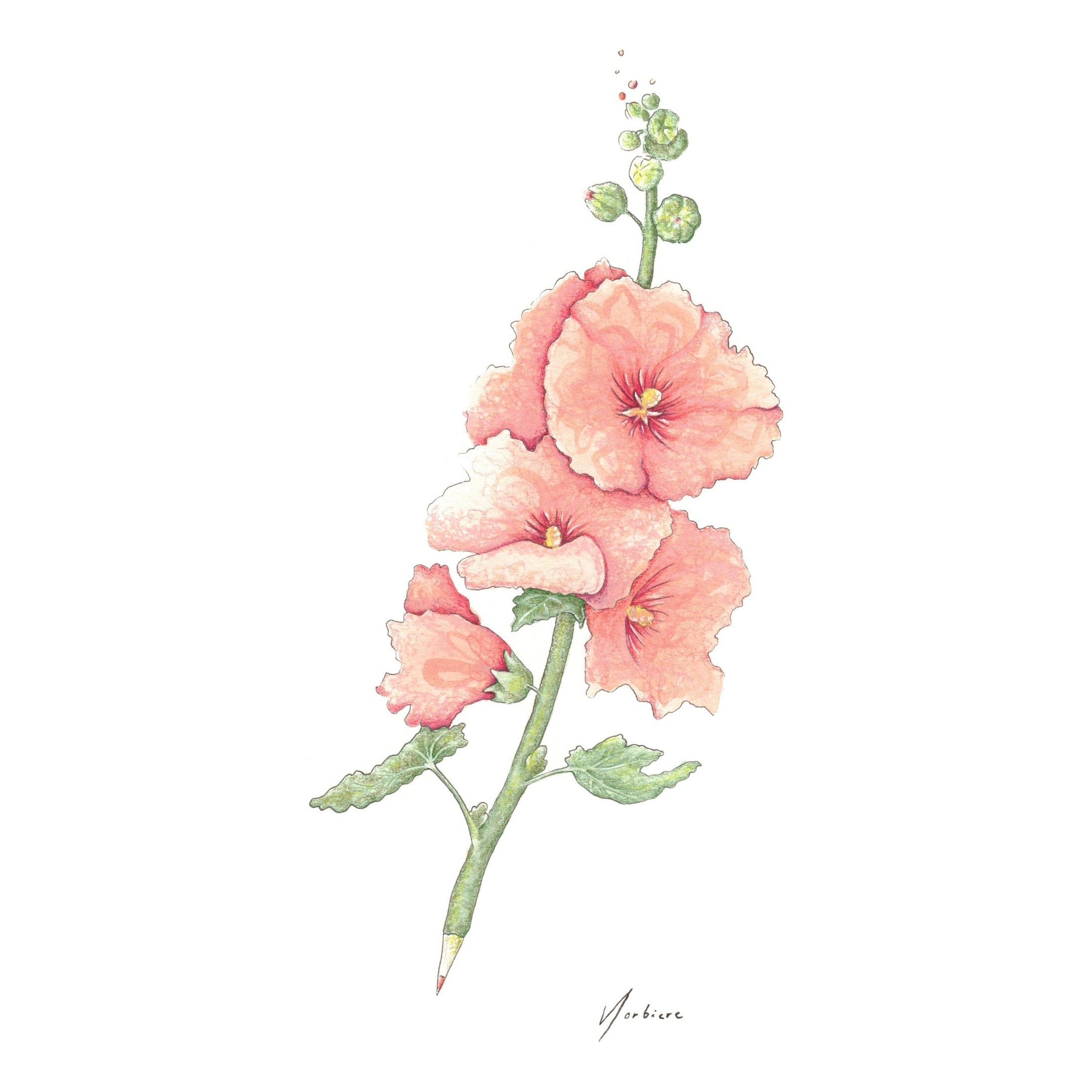 Carte de souhaits - Crayon rose trémière