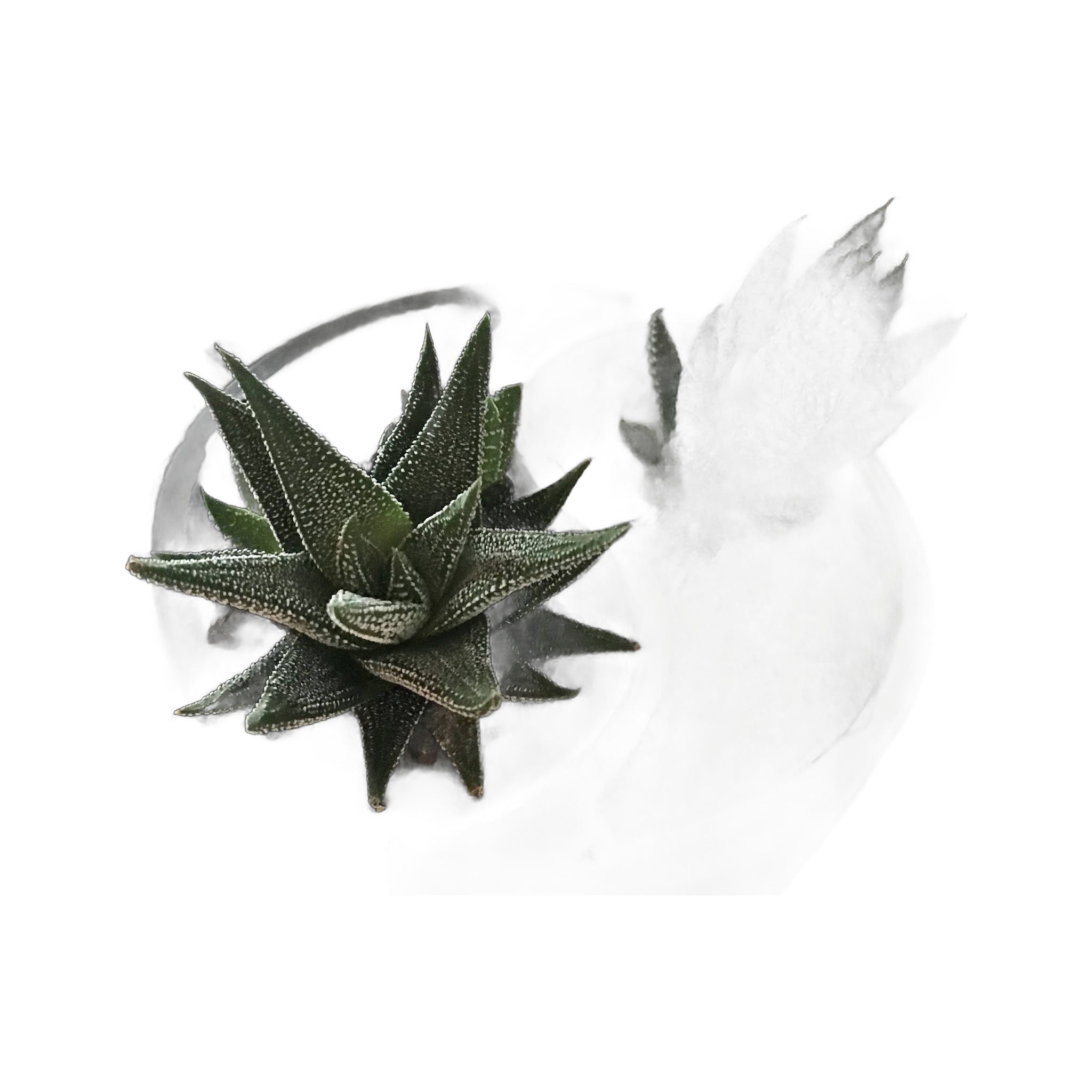 Yin Yang