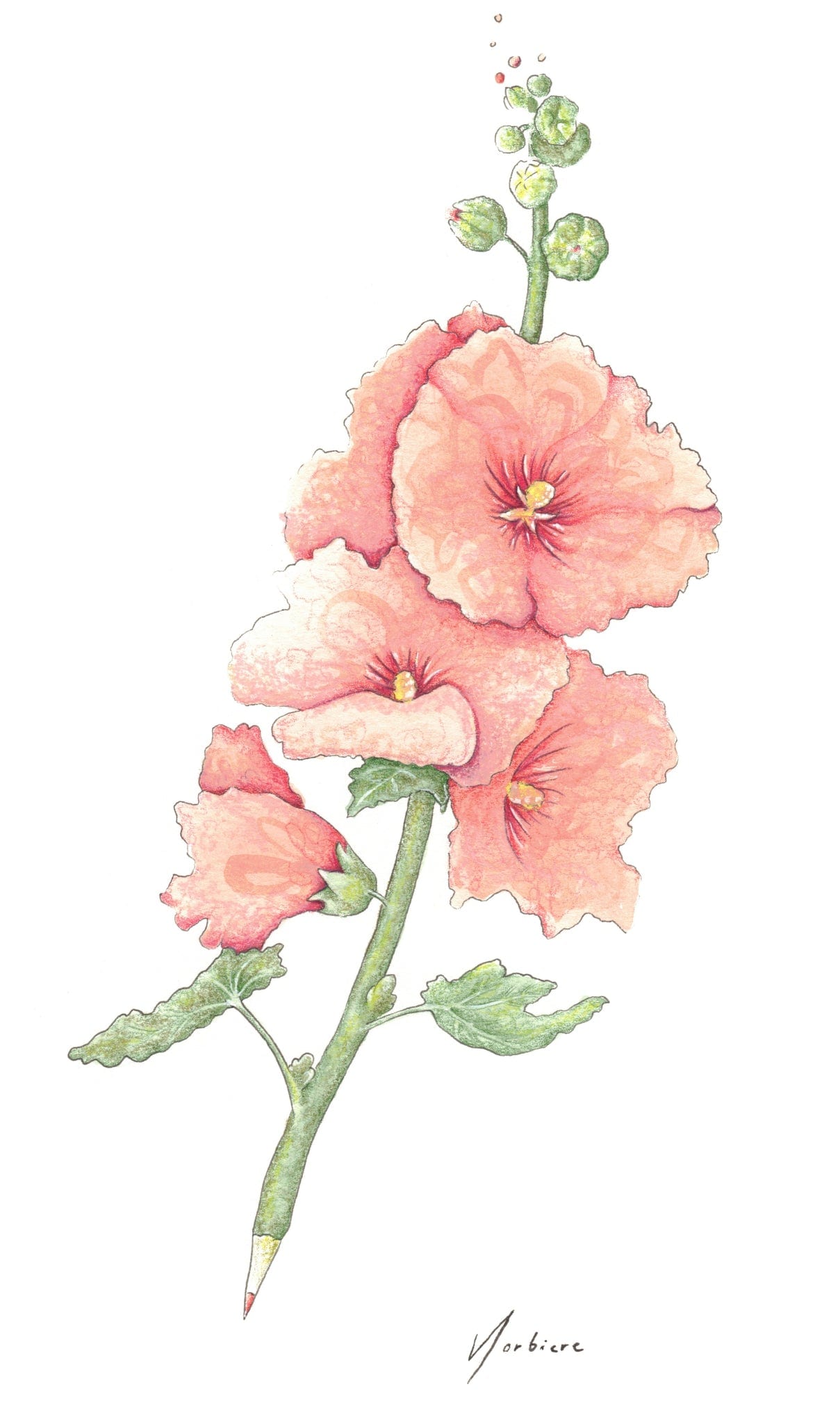 Greeting Card - Hollyhock Pencil