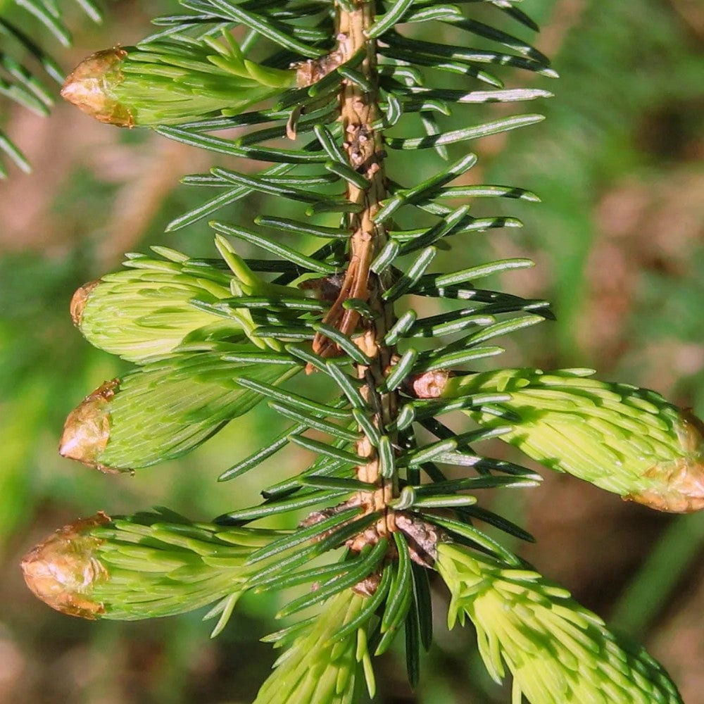 Marinated spruce shoots
