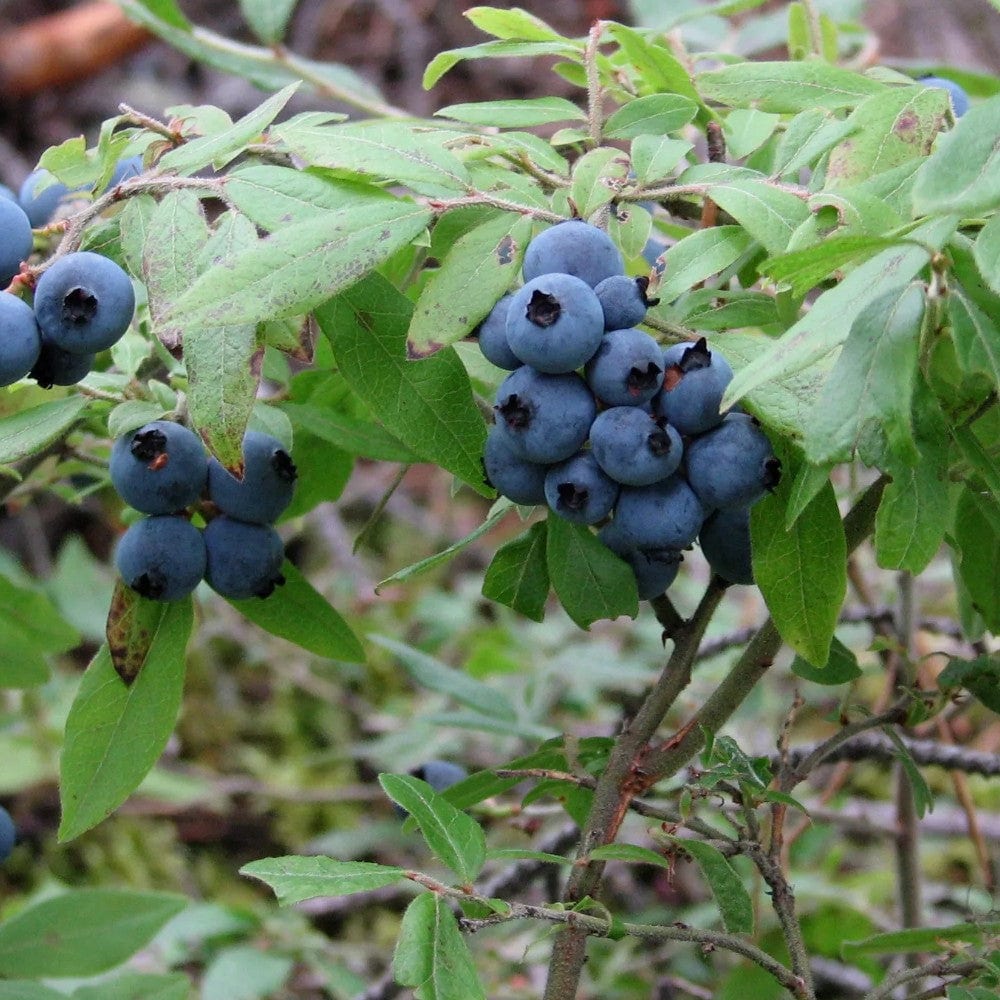Wild blueberry jam