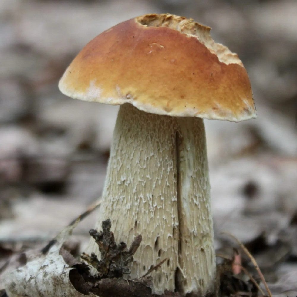 Dried local porcini mushrooms