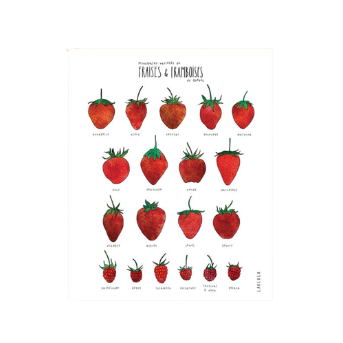 Affiche 11x14 - Variété de fraises et de framboises