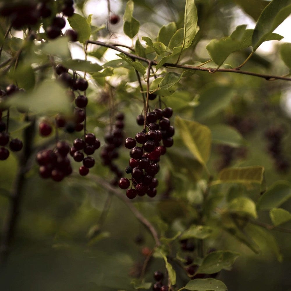 Cluster cherry jelly