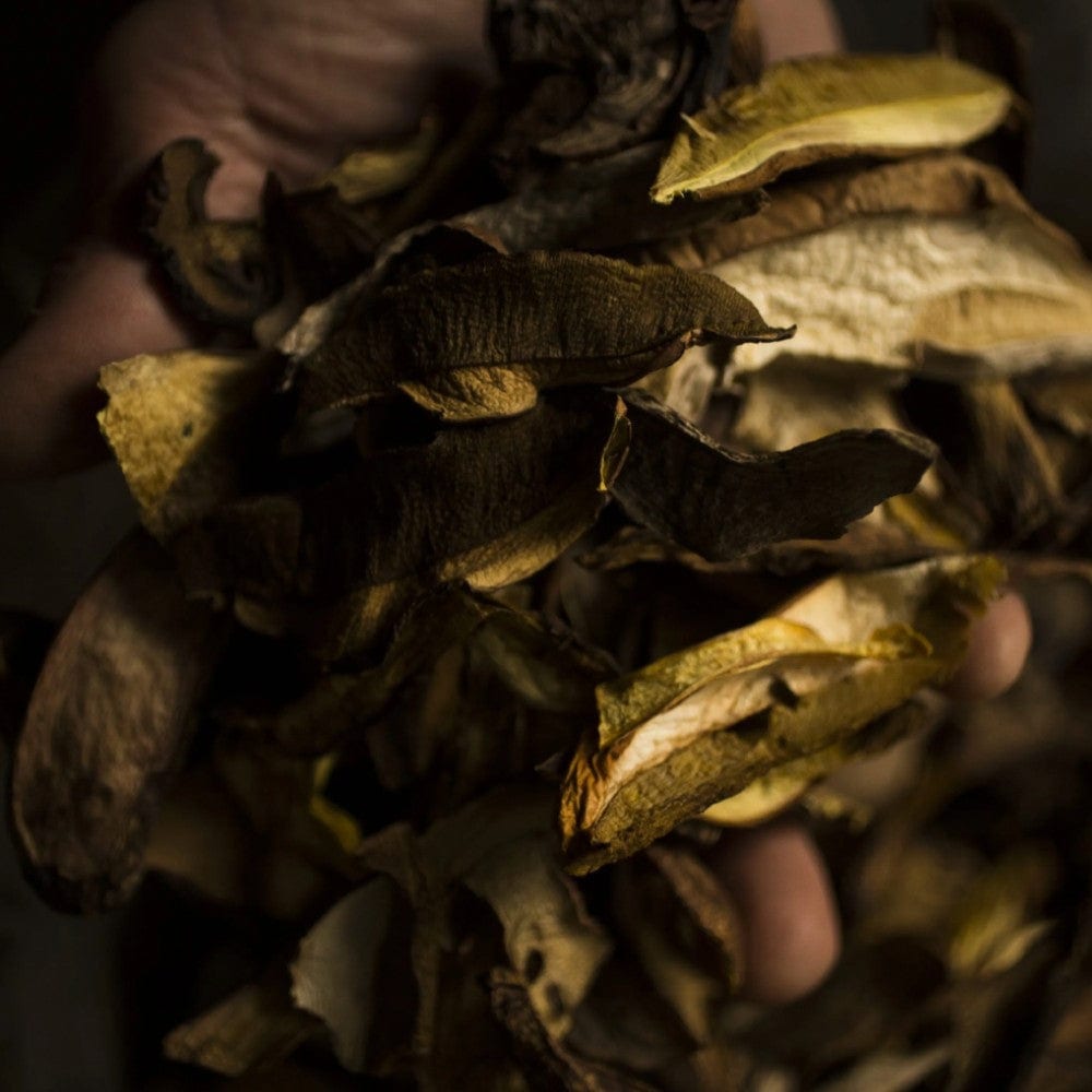 Mélange de champignons bolets