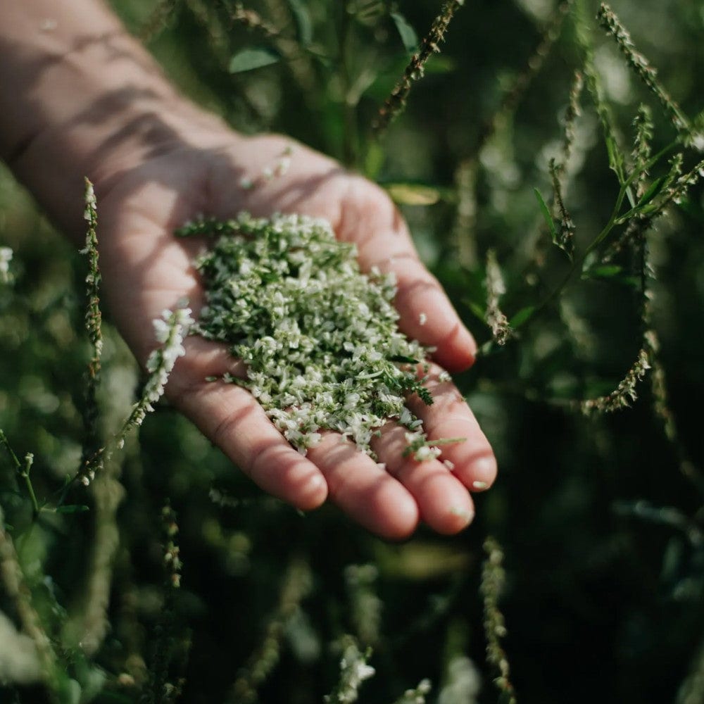 Sweet clover essence from Quebec