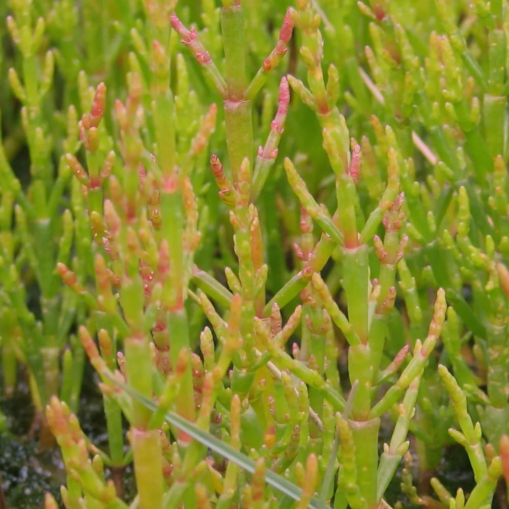 Marinated glasswort