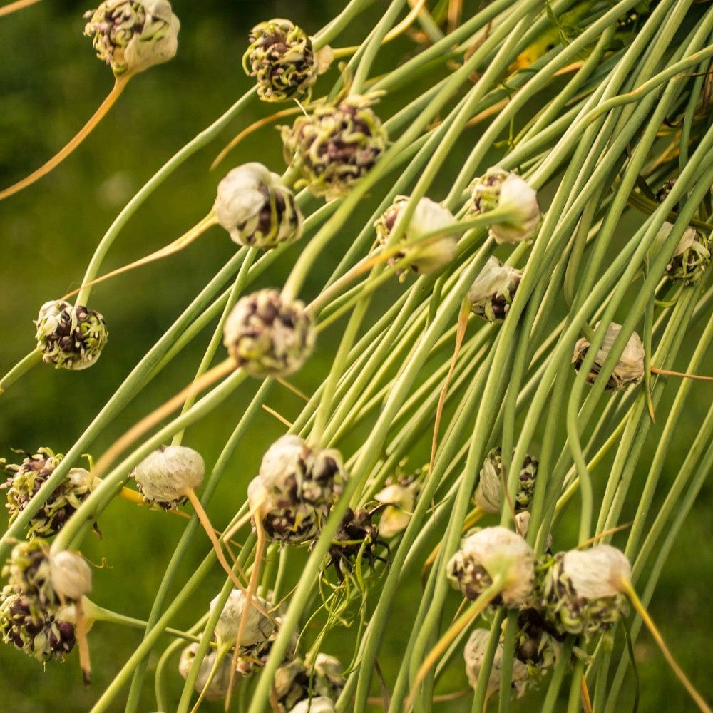 Herbes salées sauvages